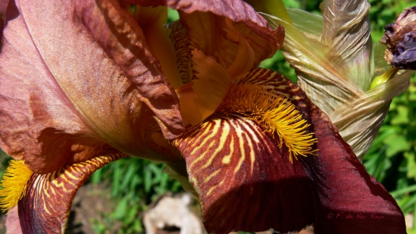 Bois des Moutiers (275) Mai 2012